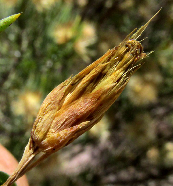 DYSCRITOTHAMNUS FILIFOLIUS, involucral bracts, or phyllaries