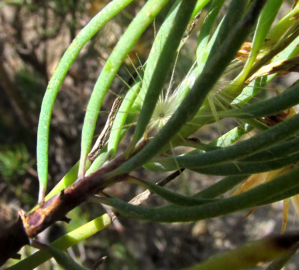 DYSCRITOTHAMNUS FILIFOLIUS, leaves