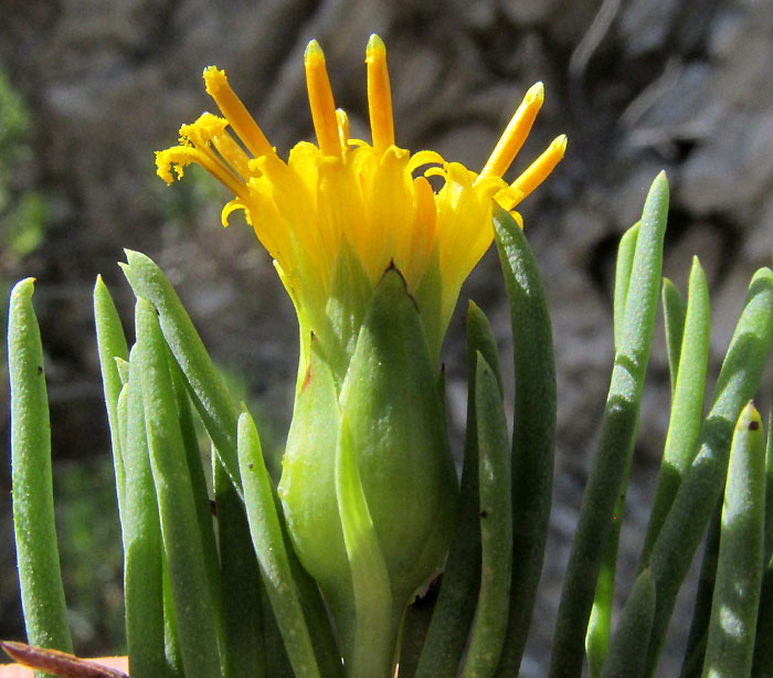 DYSCRITOTHAMNUS FILIFOLIUS, capitulum from side