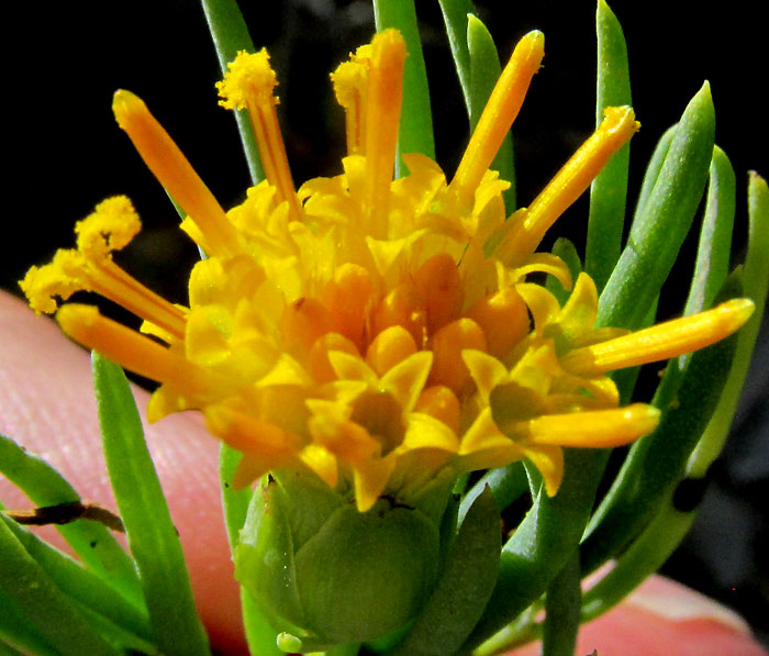 DYSCRITOTHAMNUS FILIFOLIUS, capitulum from above