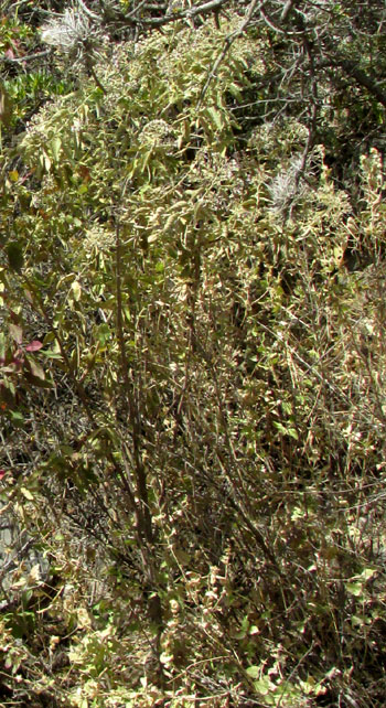 EREMOSIS TOMENTOSA, tree in habitat