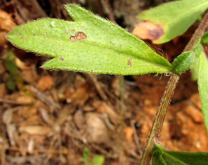 Mexican Fleabane, ERIGERON KARVINSKIANUS, leaf