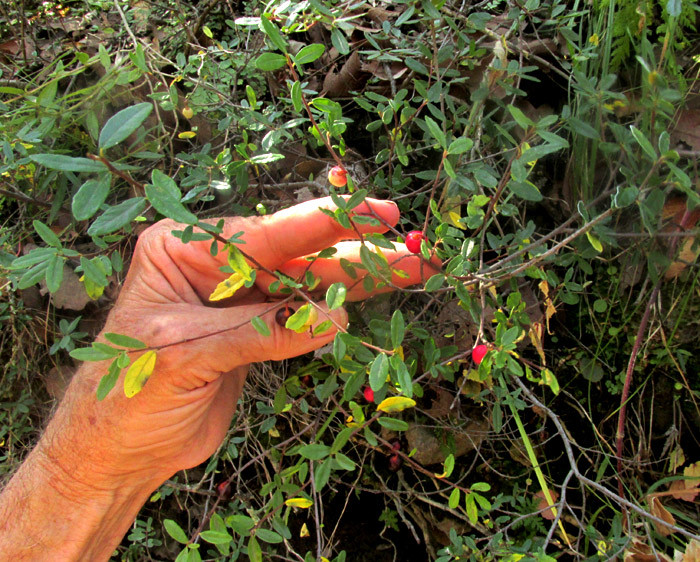 FRANGULA MICROPHYLLA, in habitat, fruiting