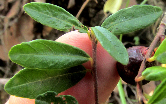 FRANGULA MICROPHYLLA, leaves, stipules, hairy stems