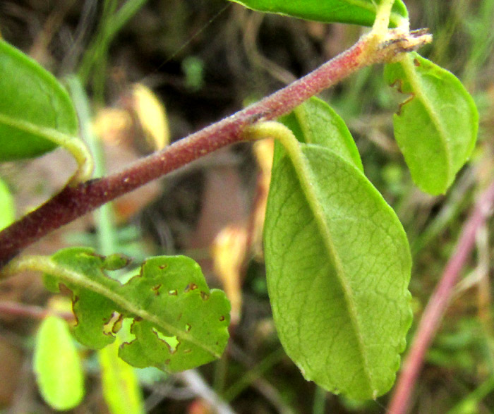 FRANGULA MICROPHYLLA, leaves from below