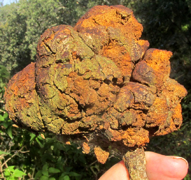 old gall on fallen Quercus obtusata stem, possibly caused by Andricus quercuslaurinus