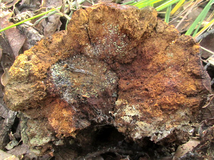 broken open gall on Quercus obtusata, possibly caused by Andricus quercuslaurinus