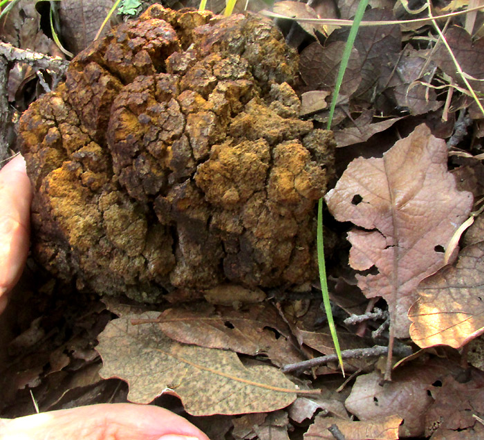 gall lying on ground beneath Quercus obtusata, gall possibly caused by Andricus quercuslaurinus