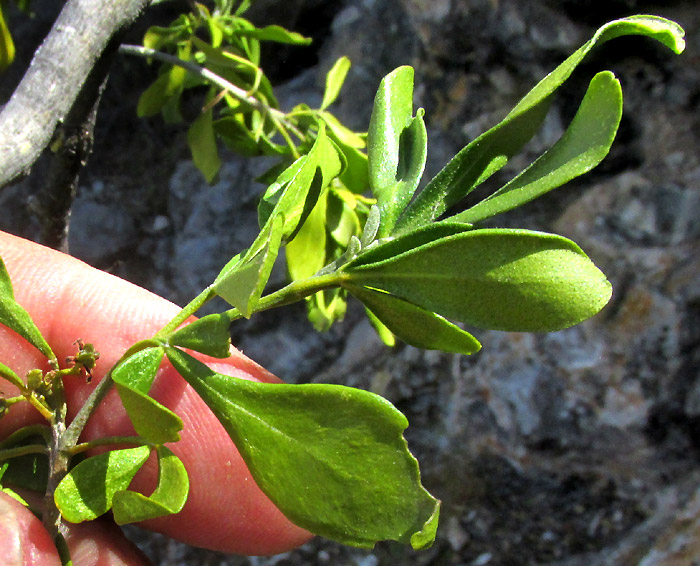 Barreta, HELIETTA PARVIFOLIA, recently emerged stem, leaves and inflorescence