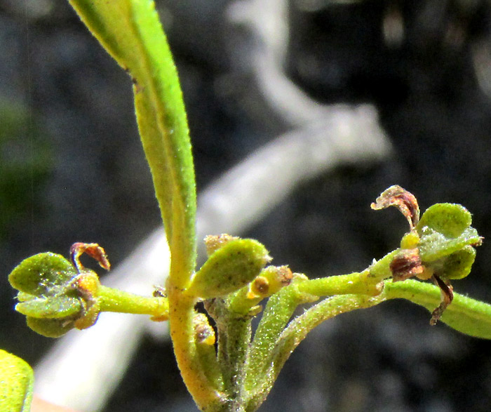 Barreta, HELIETTA PARVIFOLIA, inflorescence with two flowers