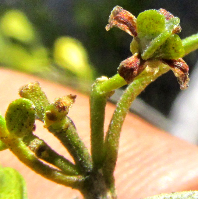 Barreta, HELIETTA PARVIFOLIA, flower showing four-winged ovary