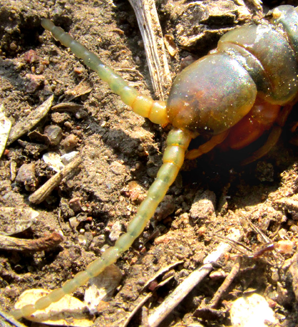 Bark Centipede, HEMISCOLOPENDRA MARGINATA, close-up of head and antennae