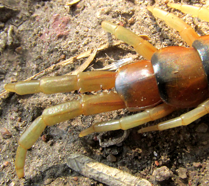 Bark Centipede, HEMISCOLOPENDRA MARGINATA, last pair of legs