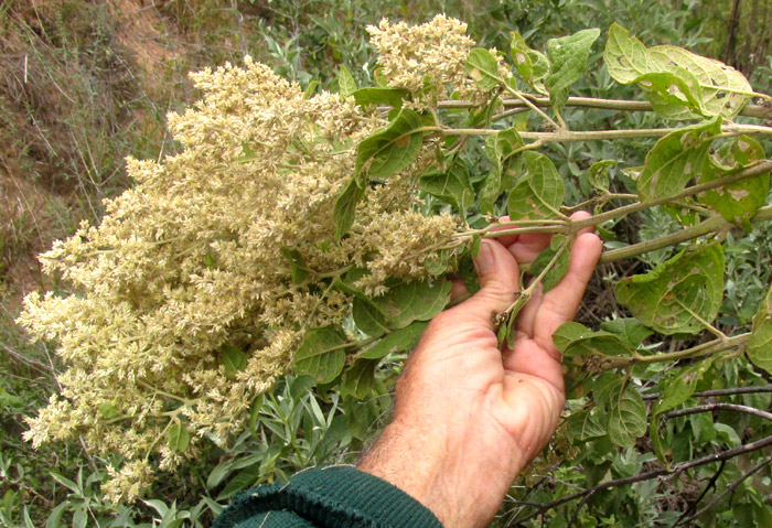 IRESINE CASSINIIFORMIS, inflorescence