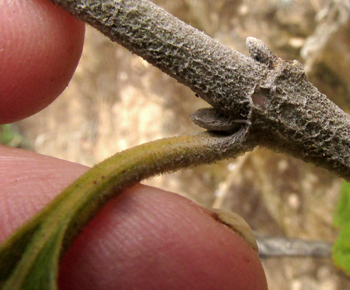 IRESINE CASSINIIFORMIS, hairy petiole, buds and stem