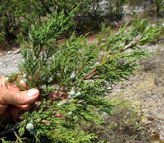 Alligator Juniper, JUNIPERUS DEPPEANA, branch with cones