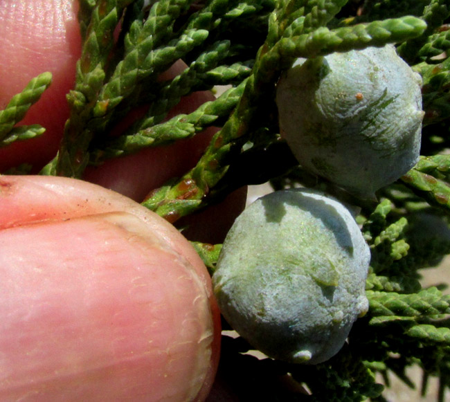 Alligator Juniper, JUNIPERUS DEPPEANA, cones close-up