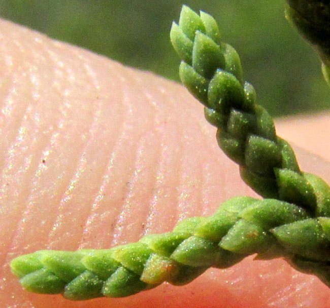 Alligator Juniper, JUNIPERUS DEPPEANA, leaves close-up