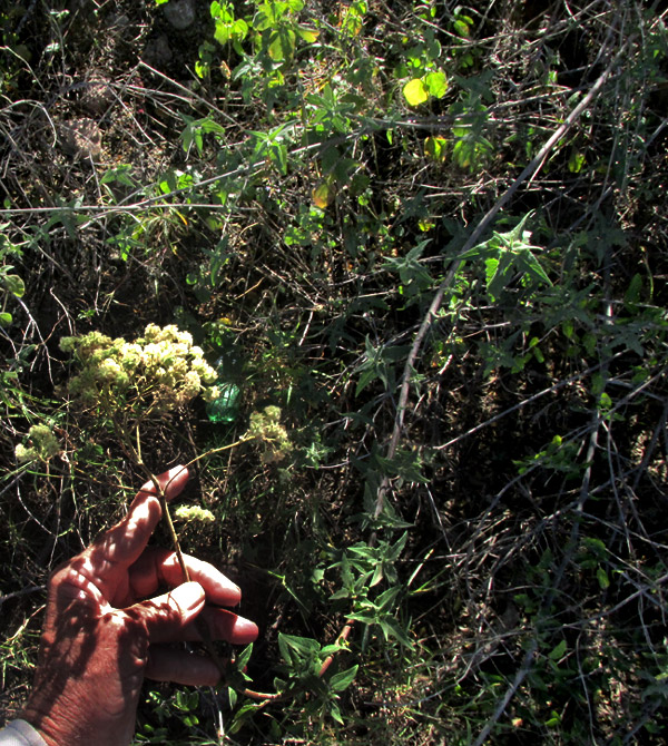 LAGASCEA RIGIDA, in habitat