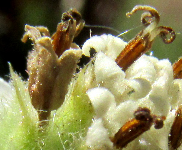 LAGASCEA RIGIDA, one floret per involucre/ compound or double involucres