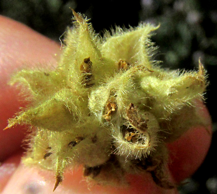 LAGASCEA RIGIDA,  developing cypsela within several open involucres