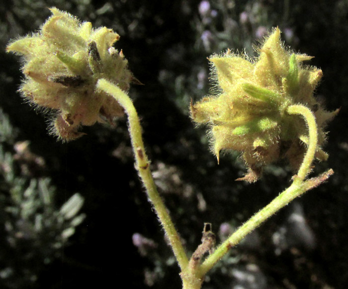 LAGASCEA RIGIDA,  secondary heads seen from behind