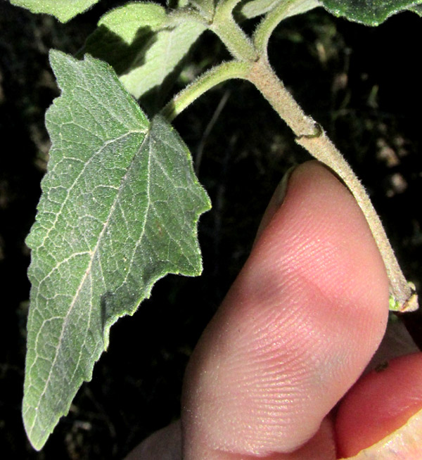 LAGASCEA RIGIDA,  leaf from above