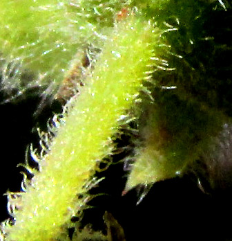 LAGASCEA RIGIDA,  hairs on petiole