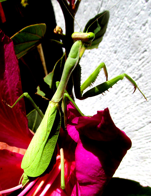 Bordered Mantis, STAGMOMANTIS LIMBATA, on flower