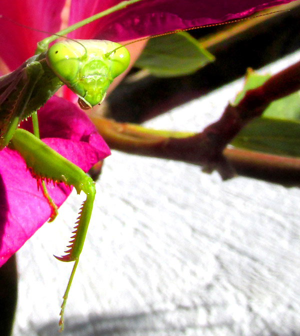 Bordered Mantis, STAGMOMANTIS LIMBATA, face