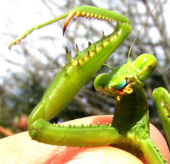 Bordered Mantis, STAGMOMANTIS LIMBATA, blue upper lip and open front legs