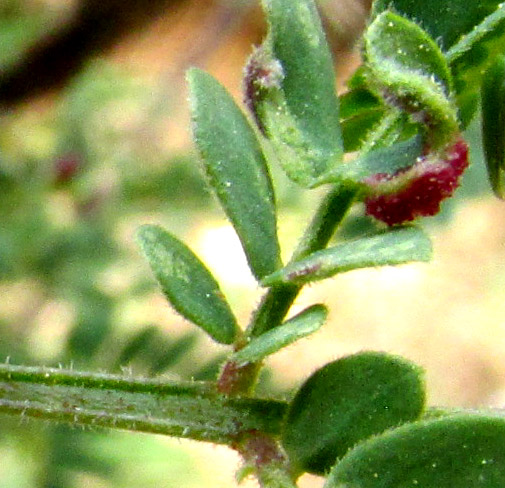 MIMOSA ACULEATICARPA, maybe, hairs on squared petiole and leaflets