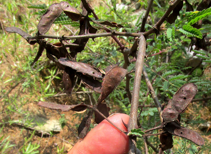 MIMOSA ACULEATICARPA, maybe, old legumes on stems