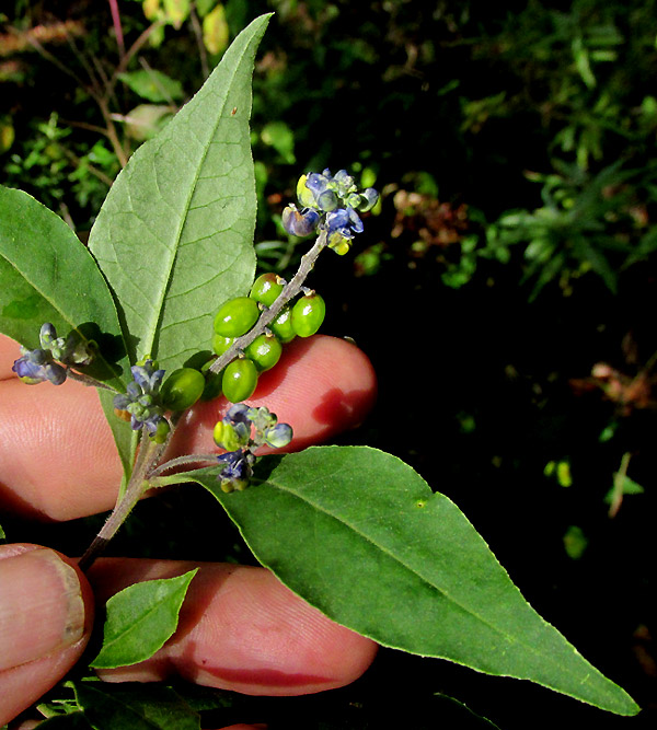 MONNINA CILIOLATA, inflorescence with flowers, immature drupes and leafy stem