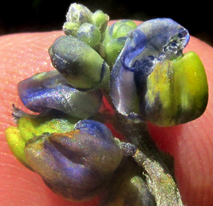 MONNINA CILIOLATA, inflorescence with flowers, immature drupes and leafy stem