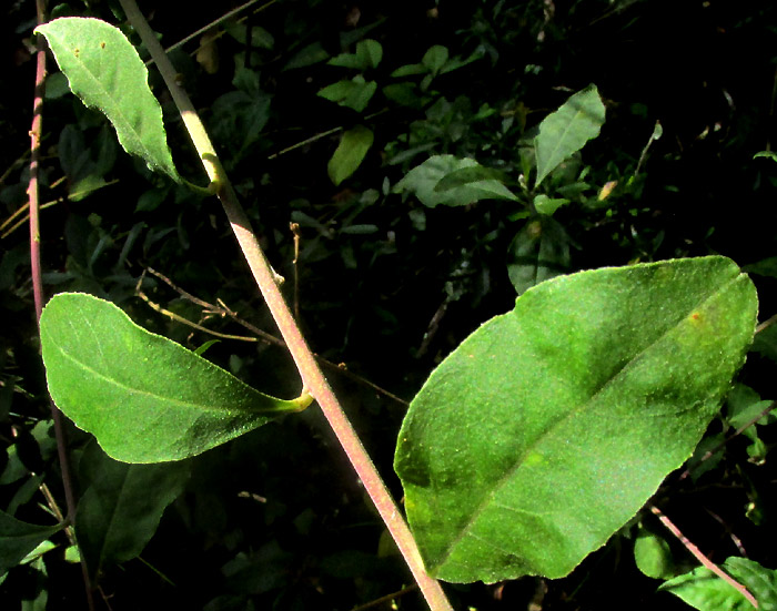 MONNINA CILIOLATA, inflorescence with flowers, immature drupes and leafy stem