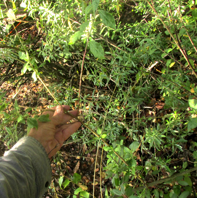 MONNINA CILIOLATA, flowering stem branching from larger stem coming out of bushes