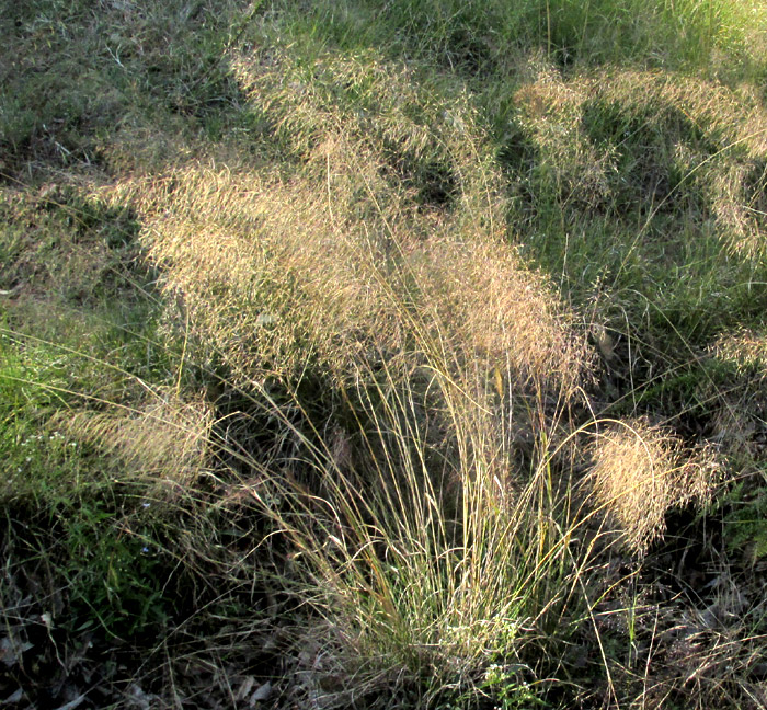 PSEUDOERIOCOMA EMINENS in habitat