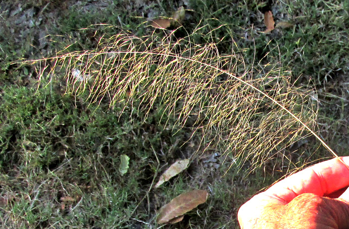 PSEUDOERIOCOMA EMINENS, inflorescence