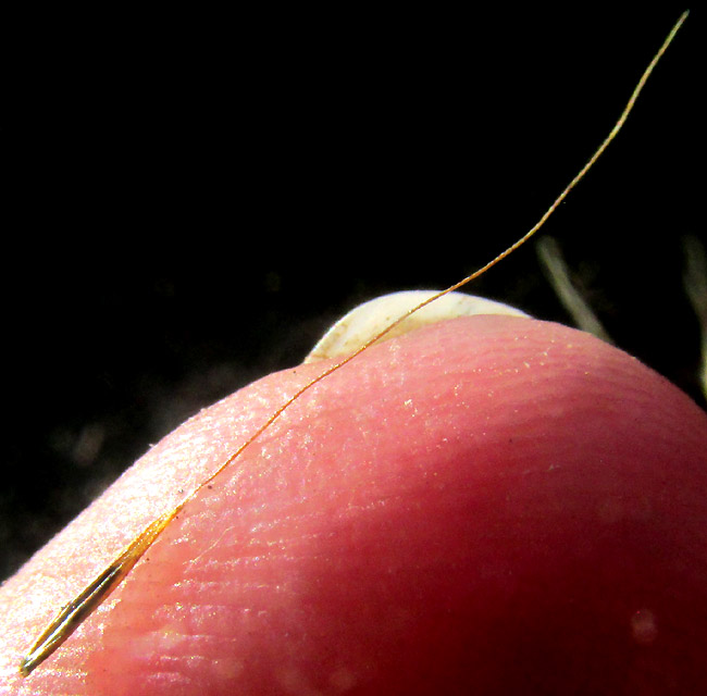 PSEUDOERIOCOMA EMINENS, floret close-up