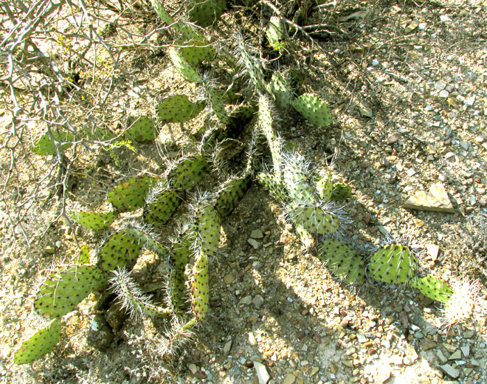 Opuntia stenopetala, habitat and repent form