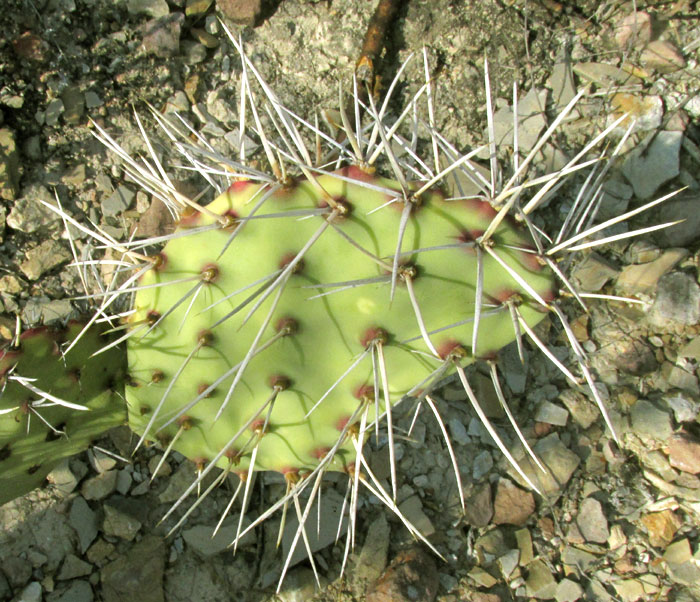 Opuntia stenopetala, long spines