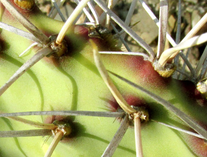 Opuntia stenopetala, areoles with twisted spine bases, glochids and white hairs