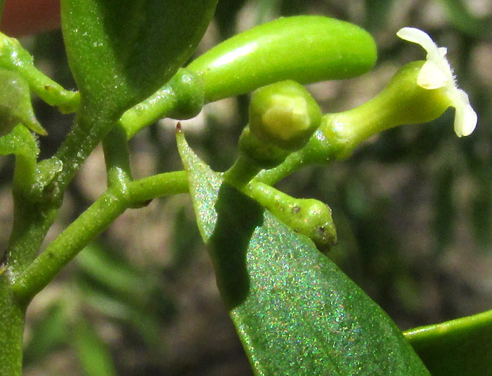 Pearlberry, VALLESIA GLABRA, flower side view