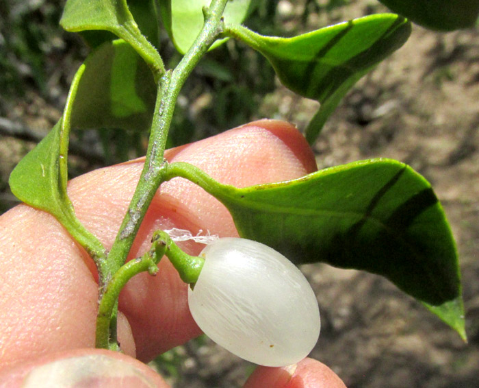 Pearlberry, VALLESIA GLABRA, fruit, stem and leaves