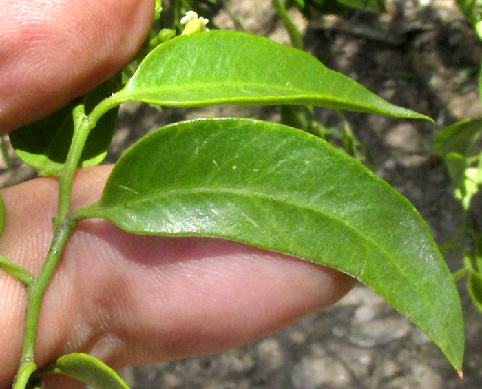 Pearlberry, VALLESIA GLABRA, falcate leaves