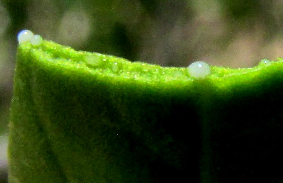 Pearlberry, VALLESIA GLABRA, sap issuing from broken leaf