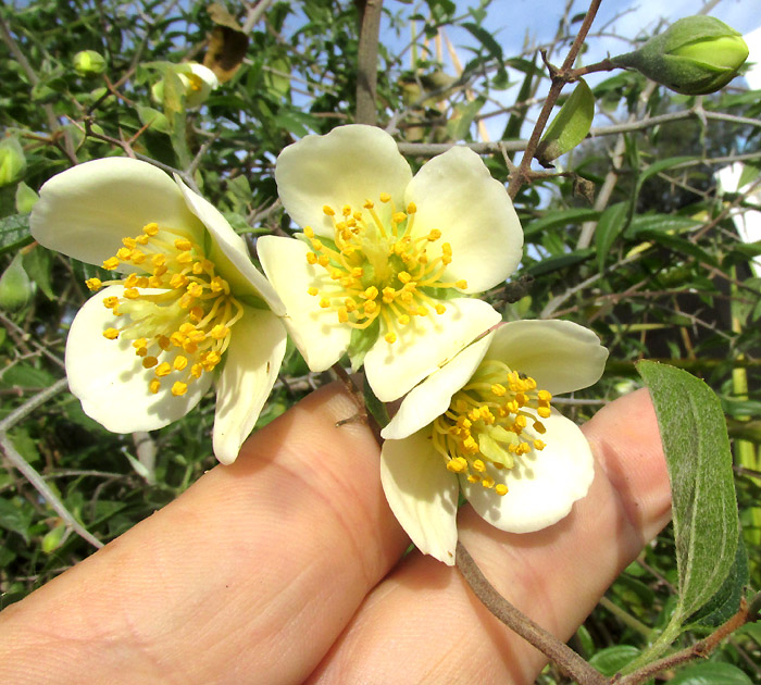 Coulter's Mock Orange, PHILADELPHUS COULTERI, flowers