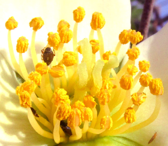 Coulter's Mock Orange, PHILADELPHUS COULTERI, four-branched stigma and numerous stamens with bugs