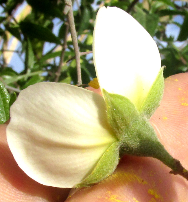 Coulter's Mock Orange, PHILADELPHUS COULTERI, hairy calyx